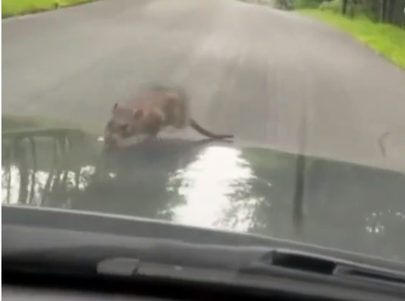 غافلگیری راننده BMW توسط یک موش